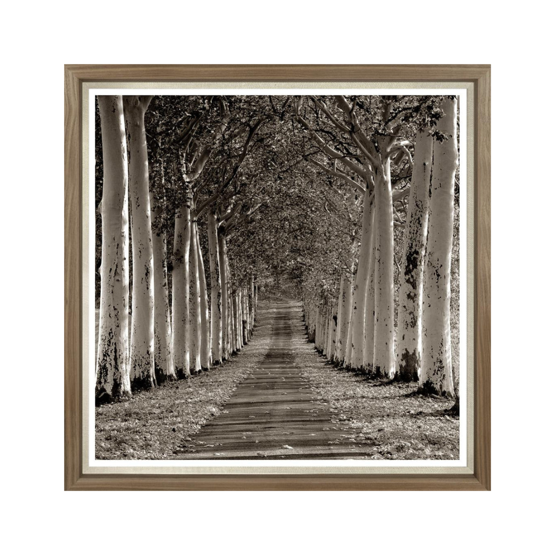 Avenue of Trees