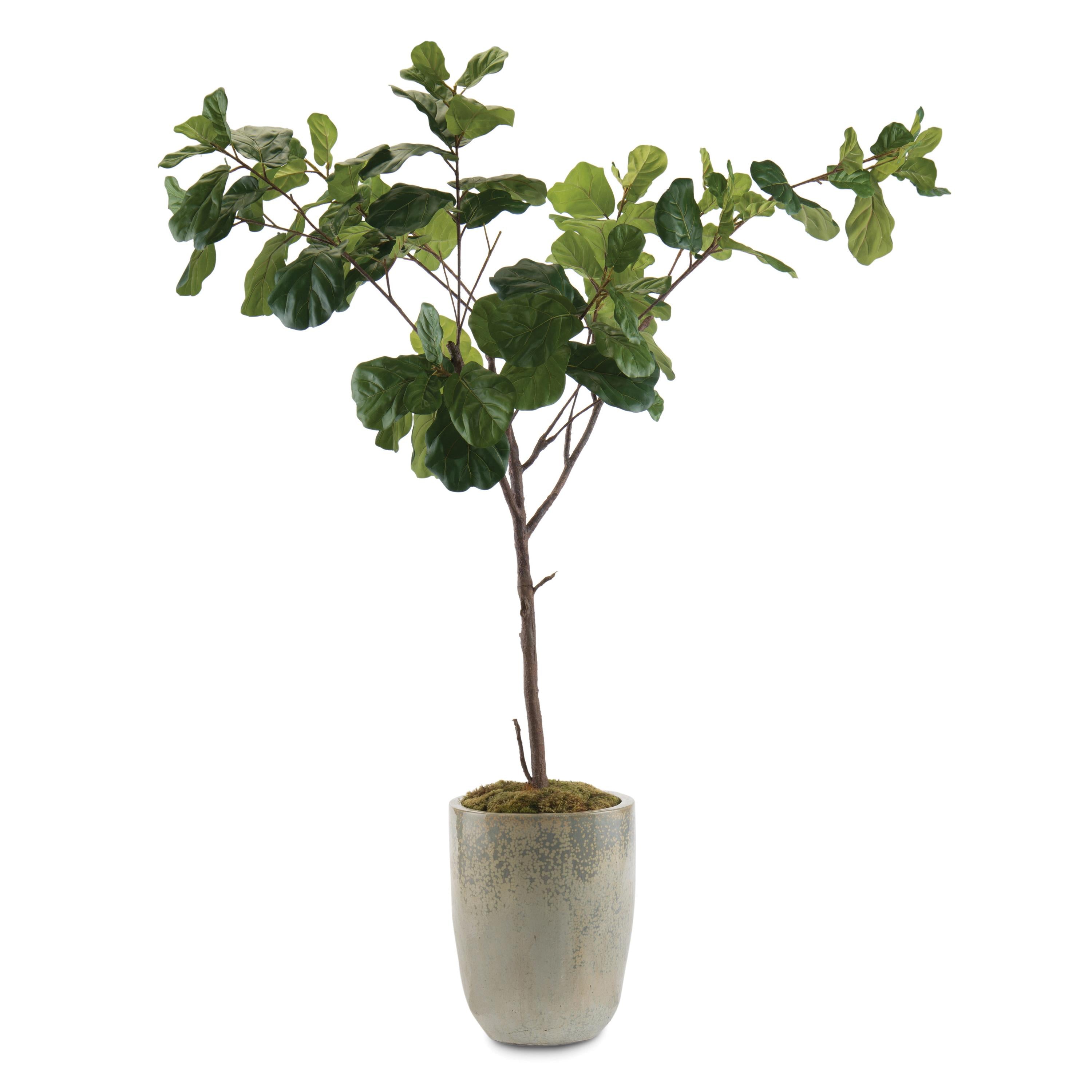 Fiddle Leaf Fig B