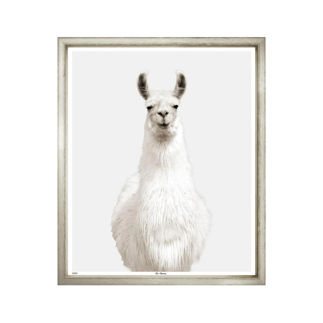Mr Llama