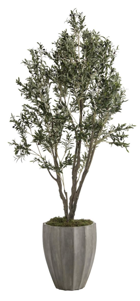 Mediterranean Olive