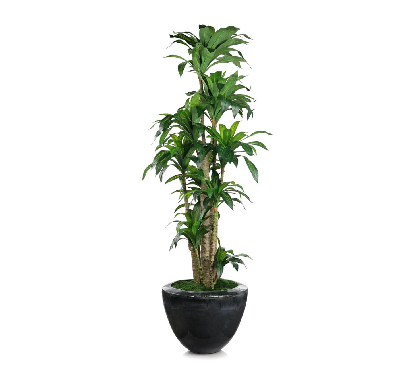 tall indoor corn plant Dracaena Corn Tree – John-William Interiors